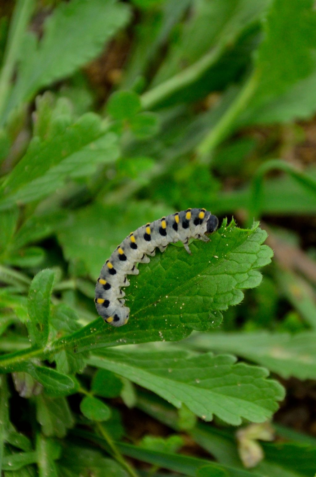Che bruco è?   Abia sericea (Cimbicidae)